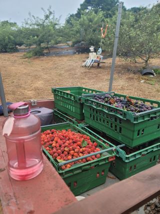 차여사농원 머슴님의 기타작물 · 자유게시판 작성글 사진
