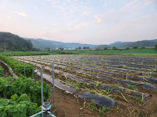 HYUN님의 참깨 · 영농일지 작성글 사진