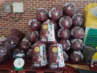 추성호님의 고추 · 시세•판로 작성글 사진