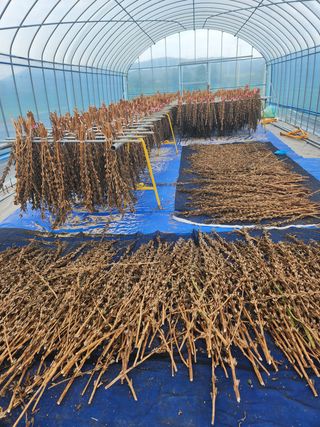 HYUN님의 참깨 · 영농일지 작성글 사진