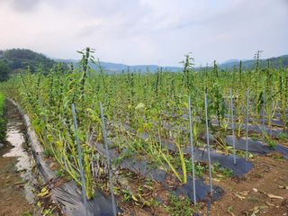 HYUN님의 참깨 · 영농일지 작성글 사진