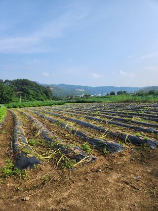 HYUN님의 참깨 · 영농일지 작성글 사진