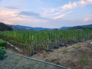 HYUN님의 참깨 · 영농일지 작성글 사진