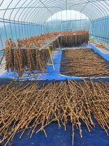 팜모닝 참깨·영농일지 게시글 이미지