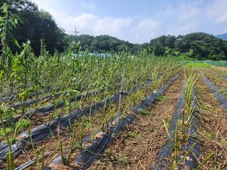 HYUN님의 참깨 · 영농일지 작성글 사진