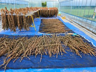 HYUN님의 참깨 · 영농일지 작성글 사진