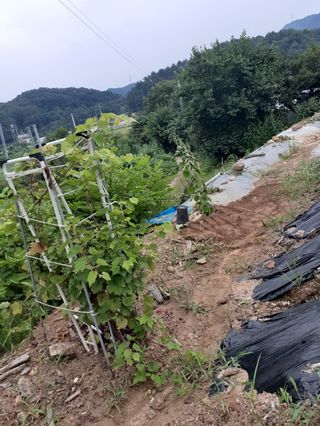 장기준님의 들깨 · 자유게시판 작성글 사진