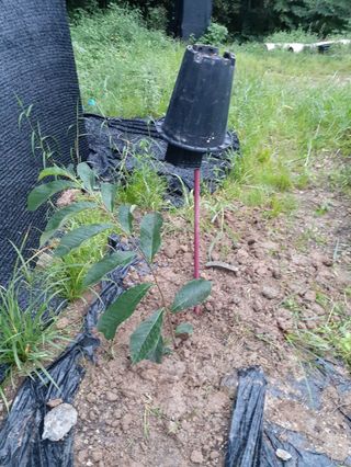 장기준님의 들깨 · 자유게시판 작성글 사진