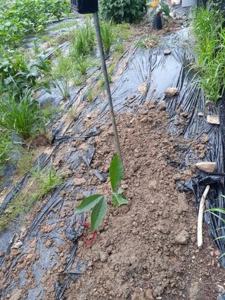 장기준님의 들깨 · 자유게시판 작성글 사진