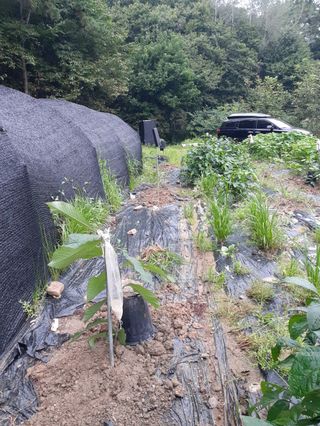 장기준님의 들깨 · 자유게시판 작성글 사진