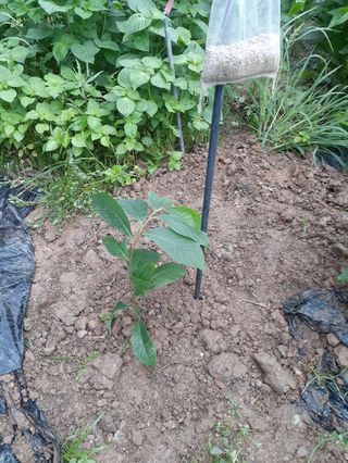 장기준님의 들깨 · 자유게시판 작성글 사진