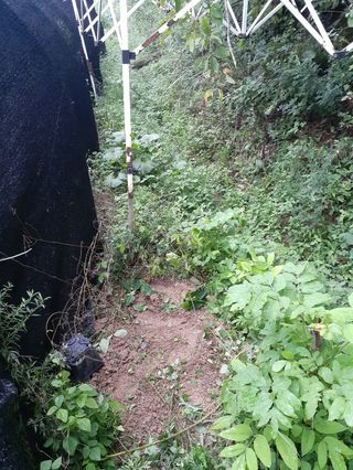 장기준님의 들깨 · 자유게시판 작성글 사진