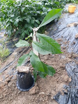 장기준님의 들깨 · 자유게시판 작성글 사진