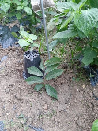 장기준님의 들깨 · 자유게시판 작성글 사진