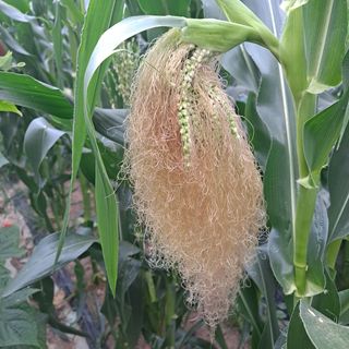 정병술님의 매실 · 자유게시판 작성글 사진