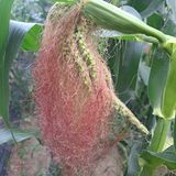 팜모닝 매실·자유게시판 게시글 이미지