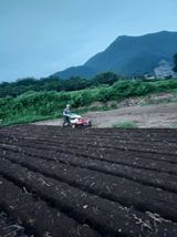 팜모닝 마늘·제초 게시글 이미지