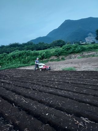 오남현님의 마늘 · 제초 작성글 사진