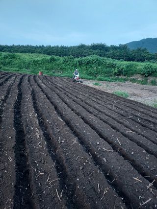 오남현님의 마늘 · 제초 작성글 사진
