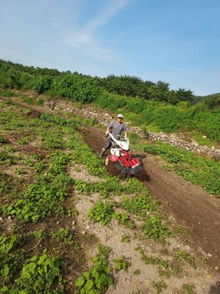 오남현님의 마늘 · 제초 작성글 사진