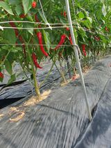 팜모닝 고추·수확 게시글 이미지