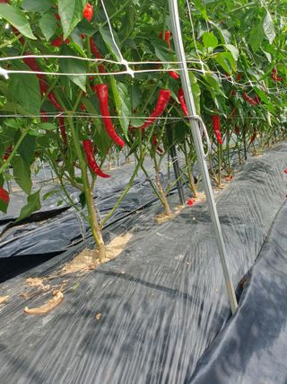 산곡동농장님의 고추 · 수확 작성글 사진