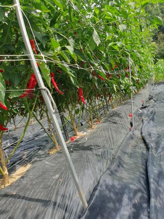 산곡동농장님의 고추 · 수확 작성글 사진