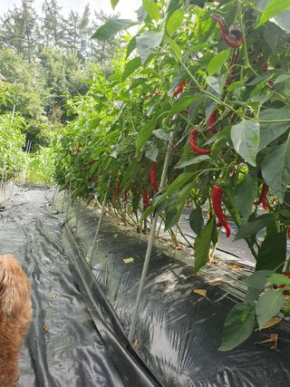 산곡동농장님의 고추 · 수확 작성글 사진