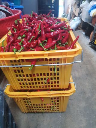 산곡동농장님의 고추 · 수확 작성글 사진