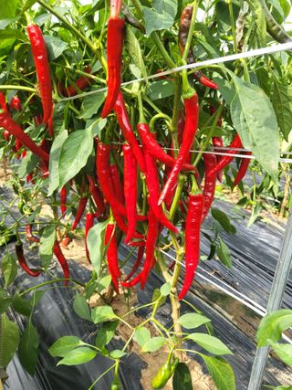 어설픈초보 경나미님의 고추 · 수확 작성글 사진