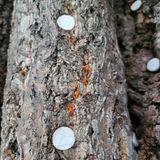 팜모닝 버섯·병해충상담 게시글 이미지