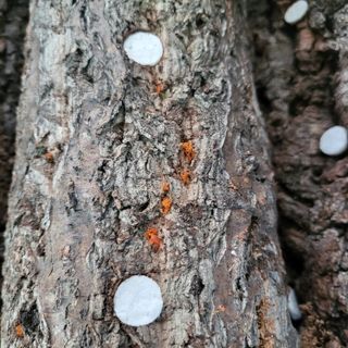 윤종만님의 버섯 · 병해충상담 작성글 사진