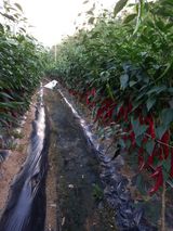 팜모닝 고추·수확 게시글 이미지