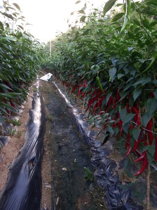 배추19087님의 고추 · 수확 작성글 사진