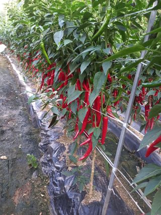 배추19087님의 고추 · 수확 작성글 사진