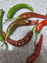 팜모닝 자유주제·자유게시판 게시글 이미지