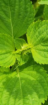 팜모닝 들깨·자유게시판 게시글 이미지