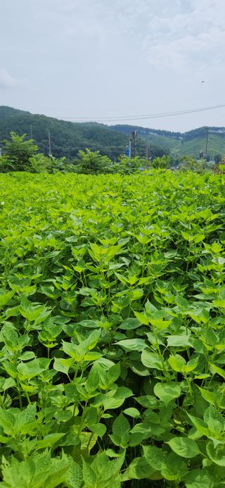 초보눙사꾼님의 들깨 · 자유게시판 작성글 사진