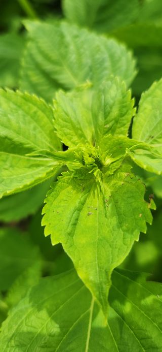 초보눙사꾼님의 들깨 · 자유게시판 작성글 사진