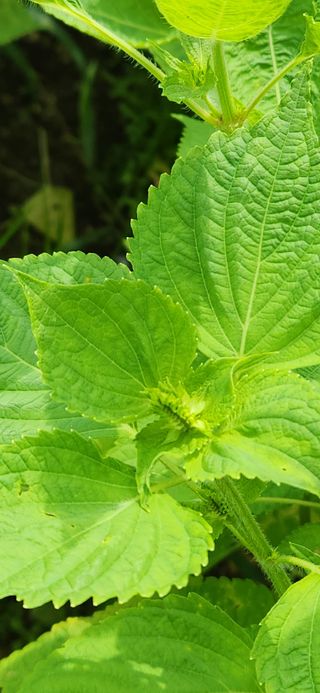 초보눙사꾼님의 들깨 · 자유게시판 작성글 사진