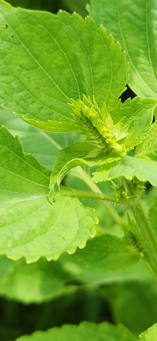 초보눙사꾼님의 들깨 · 자유게시판 작성글 사진