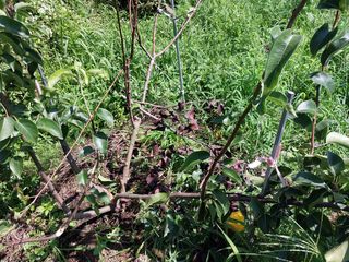 철남 김희곤님의 복숭아 · 영농일지 작성글 사진