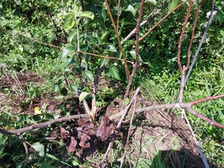 철남 김희곤님의 복숭아 · 영농일지 작성글 사진