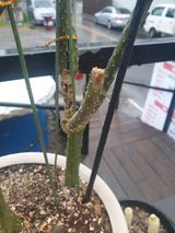 팜모닝 기타작물·병해충상담 게시글 이미지