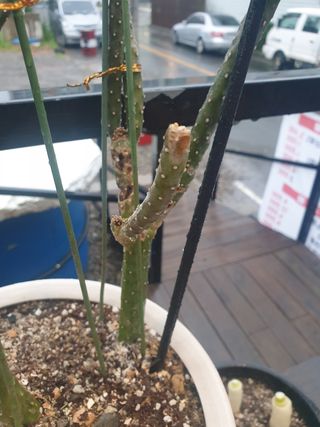 호탄동왕새우대게장어님의 기타작물 · 병해충상담 작성글 사진