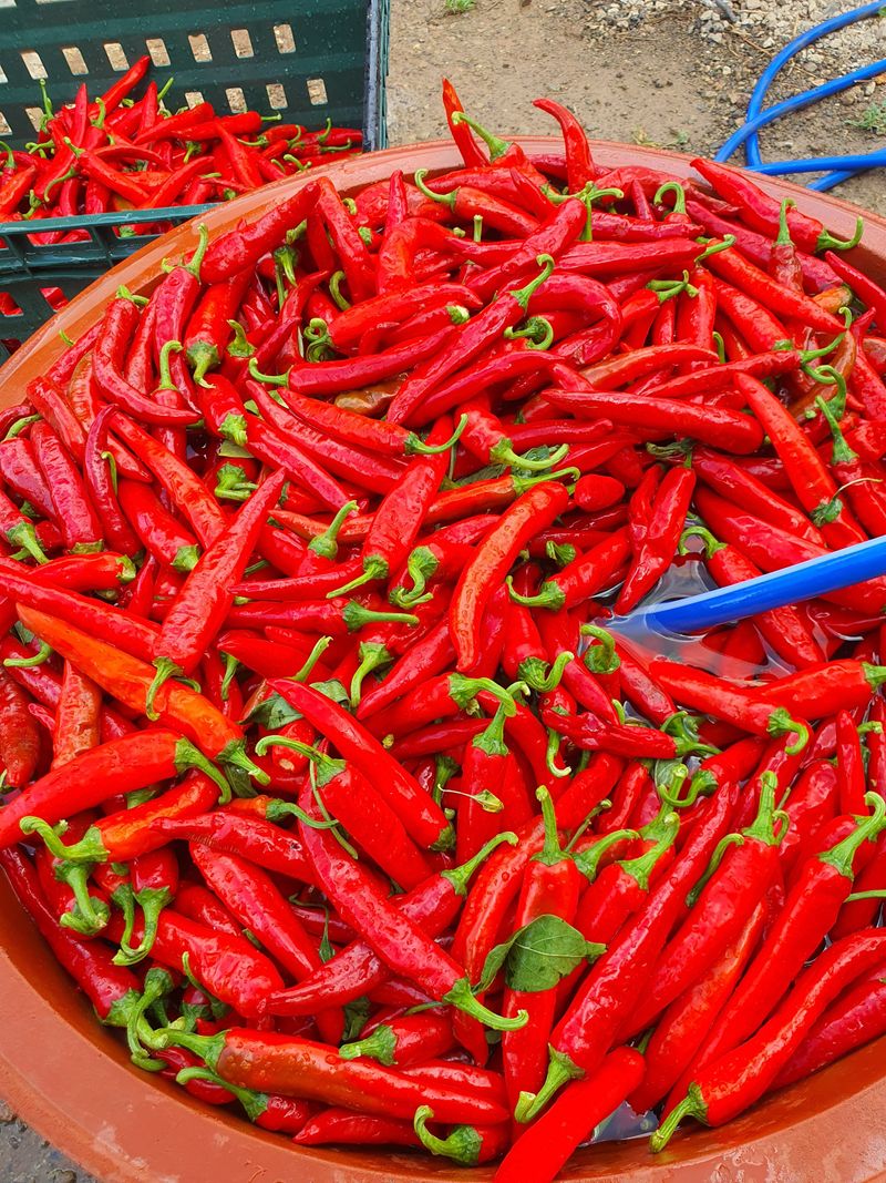 김영복님의 장터 판매 상품 [건고추 ] 첨부 사진