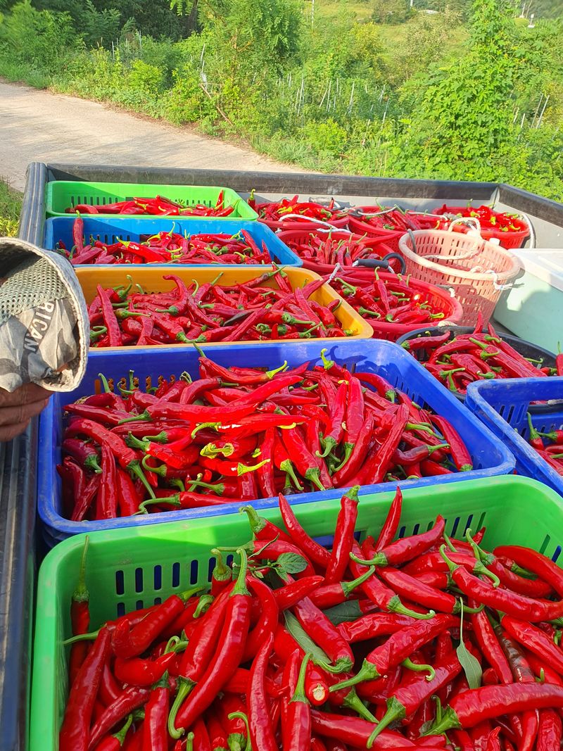 김영복님의 장터 판매 상품 [건고추 ] 첨부 사진