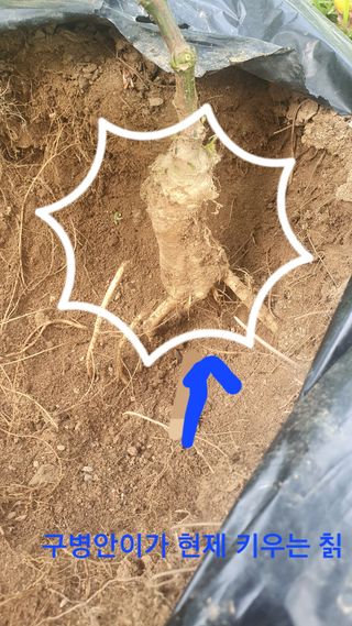 인생은 소풍처럼님의 기타작물 · 자유게시판 작성글 사진