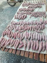 팜모닝 고구마·자유게시판 게시글 이미지