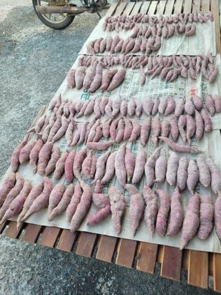 문세민님의 고구마 · 자유게시판 작성글 사진